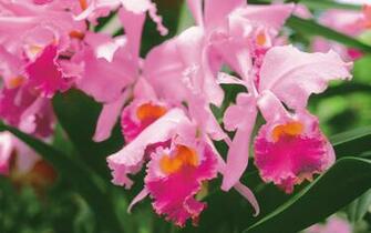 New Spring Flowers Wallpaper