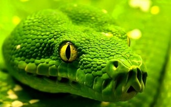 Green Snake Wallpaper
