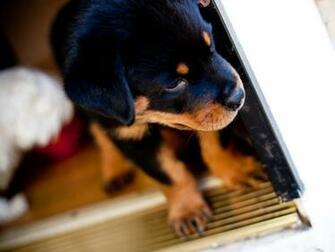 Rottweiler Wallpaper