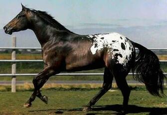 Black Appaloosa Horse Beautiful