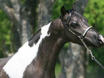 Arabian Horse HD Wallpaper