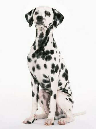 Stock Photo A Dalmatian Isolated On White Background