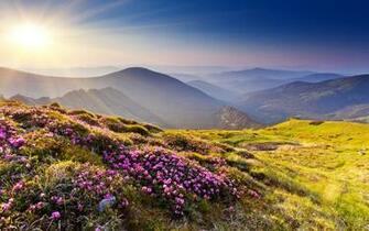 Grass Meadow Scenic Haze Sun Sunlight Sky Wallpaper Background