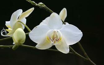 Orchid Wallpaper Beautiful Orchids In Widescreen