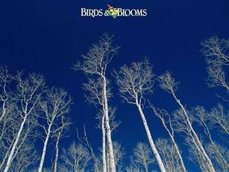 Birding Birds Blooms