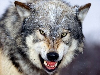 HD Grey Wolf Wallpaper In For Your