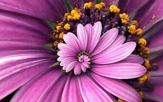 Scenery Wallpaper Includes A Purple Droste With Golden Stamen