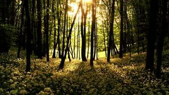 Wallpaper Tree Big Wood In Forest