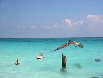 Mexico Galerie Pelikane Pelicans Wallpaper For Desktop Background
