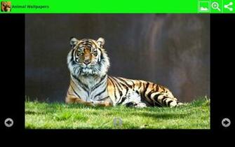 Animal Wallpaper Is Great Application This