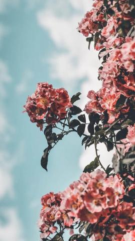 Aesthetic Wallpaper For iPhone HD
