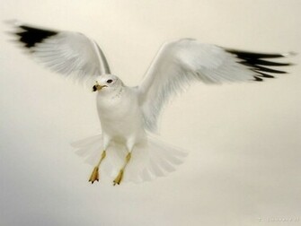 Flying Dove Wallpaper HD