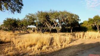 Animal Kingdom Kilimanjaro Africa Desktop Wallpaper Safaris