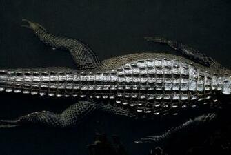Picture Of An Alligator In The Everglades Florida