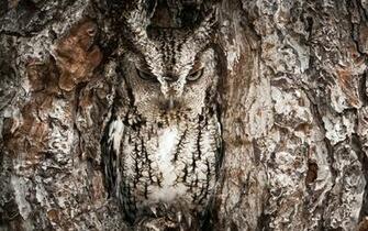Owl Computer Wallpaper Desktop Background Id