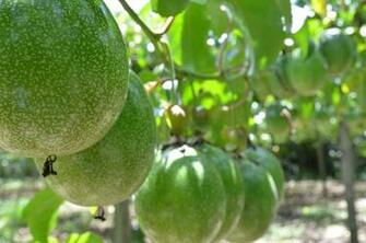 Agronomy 1080p 2k 4k 5k HD Wallpaper