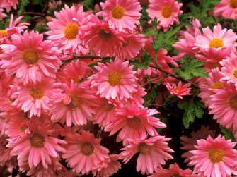 Toko Bunga Florist Di Jakarta Wallpaper