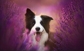 High Resolution Photos HD Wallpaper