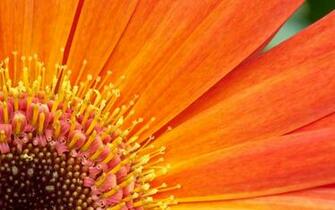 Flower Computer Wallpaper Desktop Background Id
