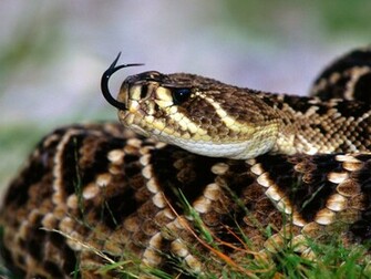 Snake Sense Diamondback Rattlesnake Animals Wallpaper Image