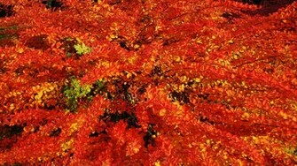 Red Leaves Wallpaper