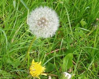 Dandelion Clock Wallpaper Garden Lawn