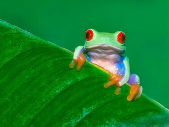 Frog Wallpaper HD Beautiful Desktop
