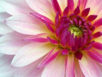 Best Nature Screensaver Laptop
