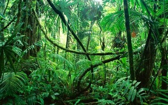 Green Forest Wallpaper