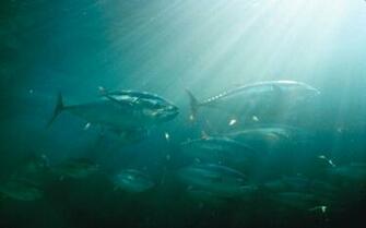 Desktop Wallpaper The Spectacle Of Underwater Photography