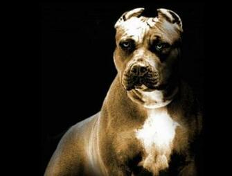 Animal Picture Society