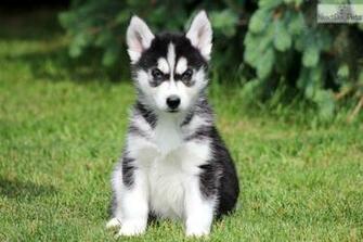 Siberian Husky Puppies HD Wallpaper Dogbreedswallpaper