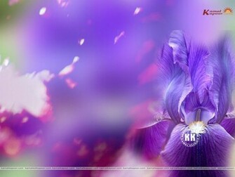 Wallpaper Colors Violet Color