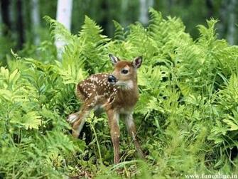 Deer Wallpaper Beautiful For Desktop