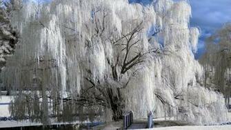 Winter Wallpaper HD Net