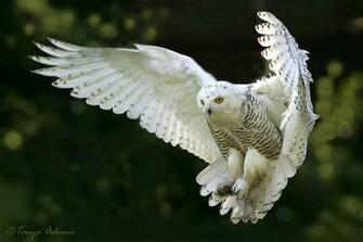 These Incredible Photos Of Snowy Owls In Flight Will Stun You
