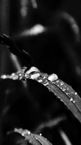 Grass Drop Water Rain Nature Forest Dark Bw iPhone Wallpaper