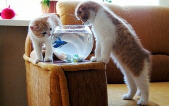 Funny Animal Desktop Background Wallpaper HD Background