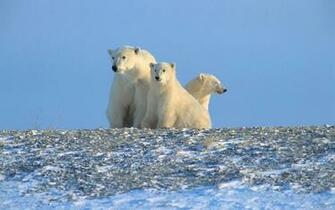 Polar Bear Computer Wallpaper Desktop Background Id