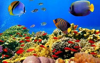 Gratis 5d Aquarium Wallpaper Hidup