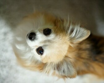 Cute Chihuahua Quotes