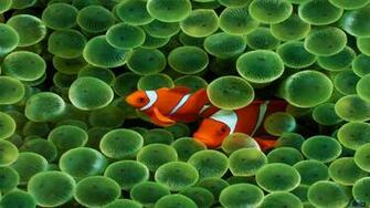 Wallpaper Dual Screen Fish X Desktop
