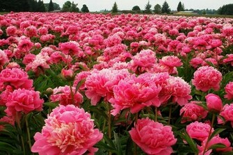 Photogravue Peonies In Tokyo Early 20th Century Found At New York