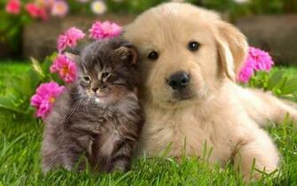 Puppy Field Flower Wallpaper Beautiful Desktop