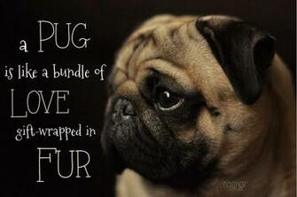 Pug Wallpaper Screensaver Background Screensavers