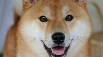 Shiba Inu Puppy Wallpaper Retriever