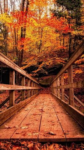 Top Best Fall iPhone Wallpaper Getty