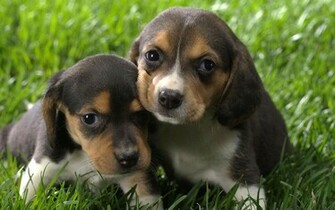 Beagle Puppies Wallpaper