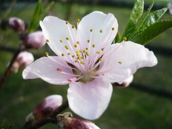 Flowers Image Peach Flower Wallpaper Photos