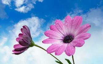 Photography Flowers Wallpaper Flower Photos